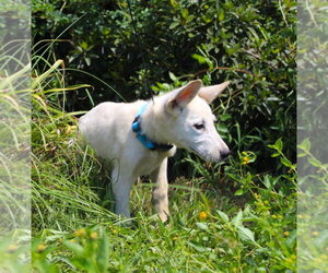German Shepherd Dog Dogs for adoption in Holly Hill, SC, USA