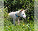 Small German Shepherd Dog