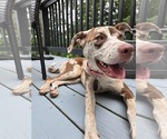 Small #2 Catahoula Leopard Dog Mix