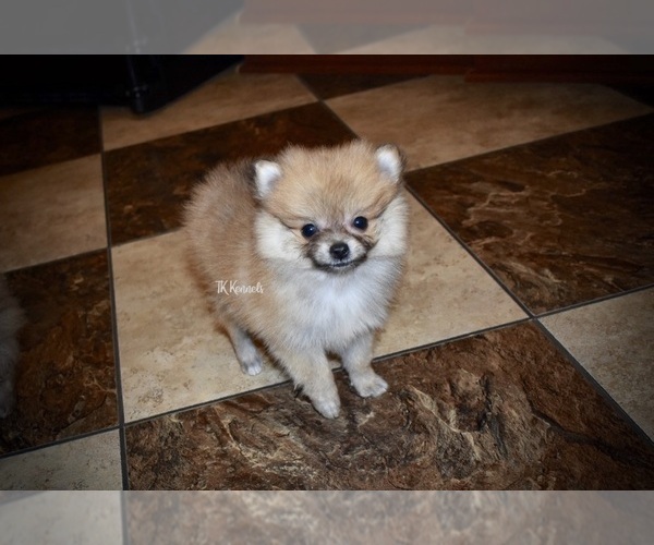 Medium Photo #2 Pomeranian Puppy For Sale in GRAYSON, LA, USA