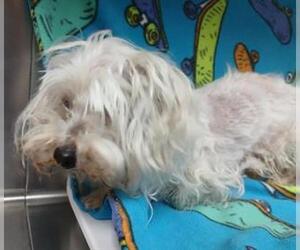Maltese-Unknown Mix Dogs for adoption in HESPERIA, CA, USA