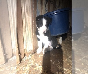 Border Collie Puppy for sale in LEXINGTON, VA, USA