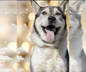 Siberian Husky Dogs for adoption in Crandall, GA, USA