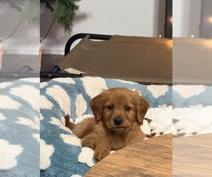 Golden Retriever Puppy for sale in GORDON, GA, USA