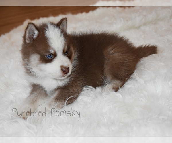 Medium Photo #3 Pomsky Puppy For Sale in KANSAS CITY, MO, USA