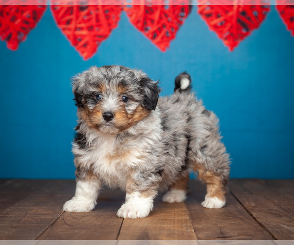 Medium Photo #2 Aussiedoodle Miniature  Puppy For Sale in ADDISON, MI, USA