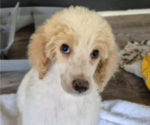 Small #3 Poodle (Standard)
