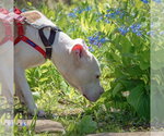 Small #12 American Staffordshire Terrier-Boxer Mix