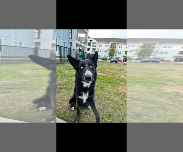 Medium Photo #1 Siberian Husky-Unknown Mix Puppy For Sale in Brewster, NY, USA