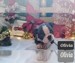 Small Photo #17 Boston Terrier Puppy For Sale in POMEROY, OH, USA