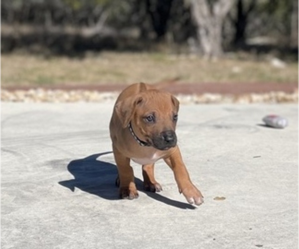 Medium Photo #34 Rhodesian Ridgeback Puppy For Sale in BOERNE, TX, USA
