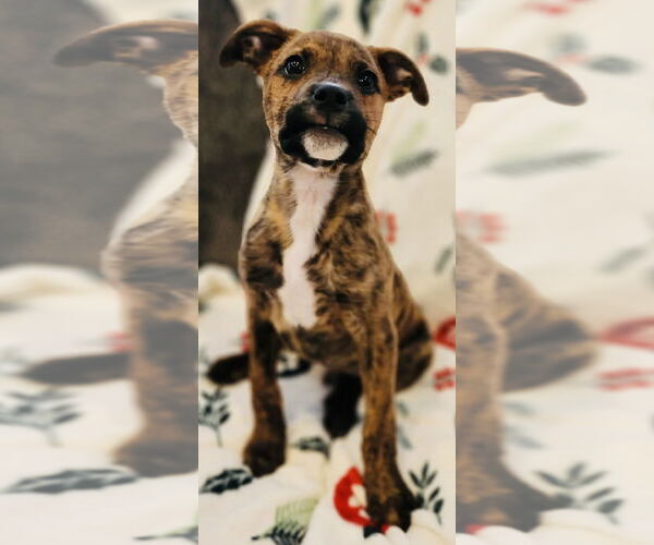 Medium Photo #7 American Pit Bull Terrier-Unknown Mix Puppy For Sale in Germantown, OH, USA