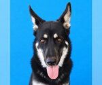 RASCAL - Female German Shepherd Dog Dog for Adoption - Small photo