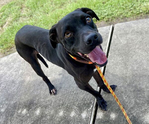 Medium Photo #3 Labrador Retriever-Unknown Mix Puppy For Sale in Conroe, TX, USA