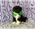 Small Photo #4 Havanese-Poodle (Toy) Mix Puppy For Sale in LANCASTER, PA, USA