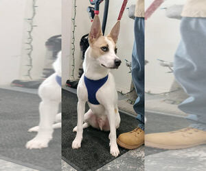 Siberian Husky-Unknown Mix Dogs for adoption in Linton, IN, USA