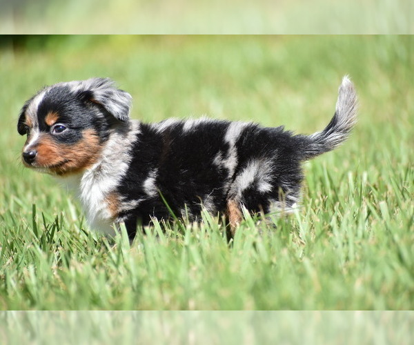 Medium Photo #5 Miniature Australian Shepherd Puppy For Sale in PALM COAST, FL, USA