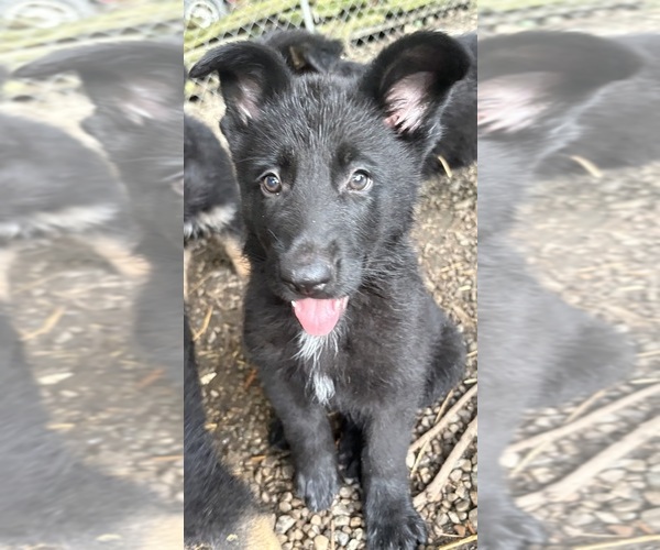 Medium Photo #4 German Shepherd Dog Puppy For Sale in PULASKI, PA, USA