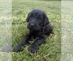Small Photo #29 Goldendoodle Puppy For Sale in HOWARD CITY, MI, USA