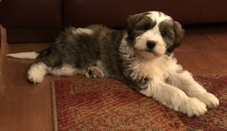 Miniature Bernedoodle Puppy for sale in BERLIN, MD, USA