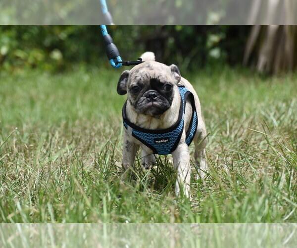 Medium Photo #2 Pug Puppy For Sale in PALM COAST, FL, USA