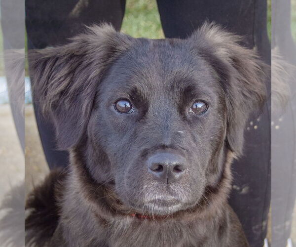 Medium Photo #1 Australian Shepherd-Unknown Mix Puppy For Sale in Huntley, IL, USA