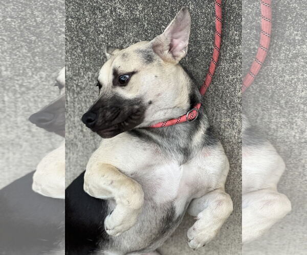 Medium Photo #4 Labrador Retriever-Unknown Mix Puppy For Sale in Dana Point, CA, USA