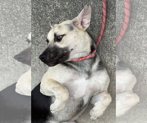 Piper - Female Labrador Retriever-Unknown Mix Dog for Adoption - Photo #4
