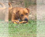 Small #6 Mutt