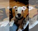 Small #1 Staffordshire Bull Terrier Mix