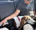 Small #4 Basset Hound