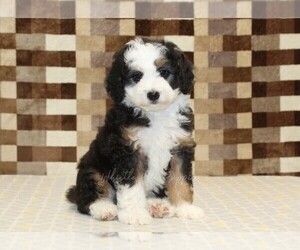Bernedoodle (Miniature) Puppy for sale in DENVER, PA, USA