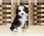 Small Bernedoodle (Miniature)