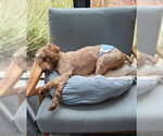 Small #3 Poodle (Miniature)