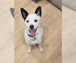 Small #3 Chihuahua Mix