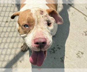 Mutt Dogs for adoption in Tulsa, OK, USA