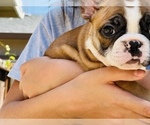 Small Photo #15 French Bulldog Puppy For Sale in FREMONT, CA, USA