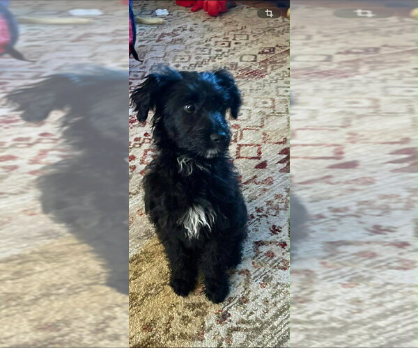 Medium Photo #3 Labrador Retriever-Unknown Mix Puppy For Sale in Aurora, IN, USA