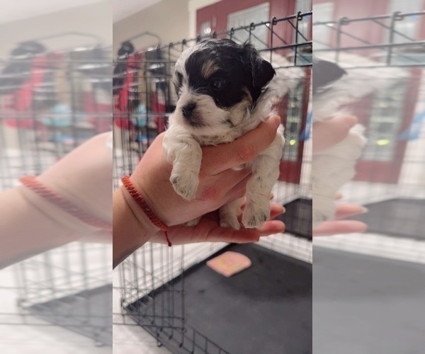 Medium Photo #3 Poovanese Puppy For Sale in TOPPENISH, WA, USA