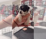 Small #2 Poovanese
