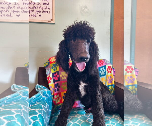 Medium Photo #12 Poodle (Standard)-Unknown Mix Puppy For Sale in Pacolet, SC, USA