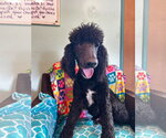 Small #11 Poodle (Standard) Mix
