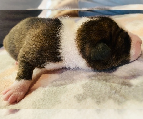 Medium Photo #7 Basenji Puppy For Sale in TEXARKANA, TX, USA