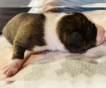 Small Photo #7 Basenji Puppy For Sale in TEXARKANA, TX, USA