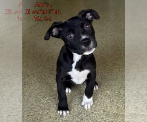 Labrador Retriever-Unknown Mix Dogs for adoption in Woodbury, NY, USA