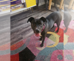 Small #1 American Pit Bull Terrier-Labrador Retriever Mix