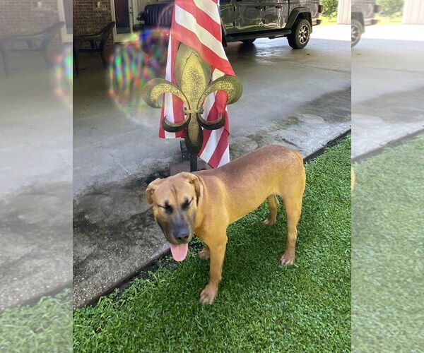 Medium Photo #2 American Pit Bull Terrier-Labrador Retriever Mix Puppy For Sale in Oakhurst, NJ, USA