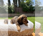 Small Photo #28 Dachshund Puppy For Sale in NORTH HIGHLANDS, CA, USA