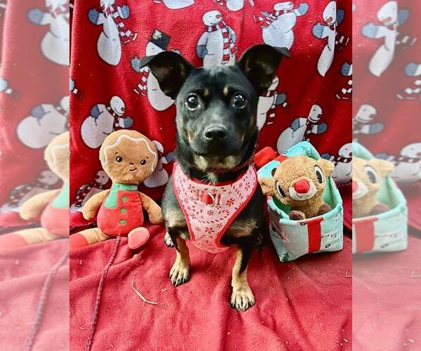 Medium Photo #1 Dorgi Puppy For Sale in Missouri City, TX, USA