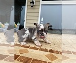 Puppy Princess French Bulldog